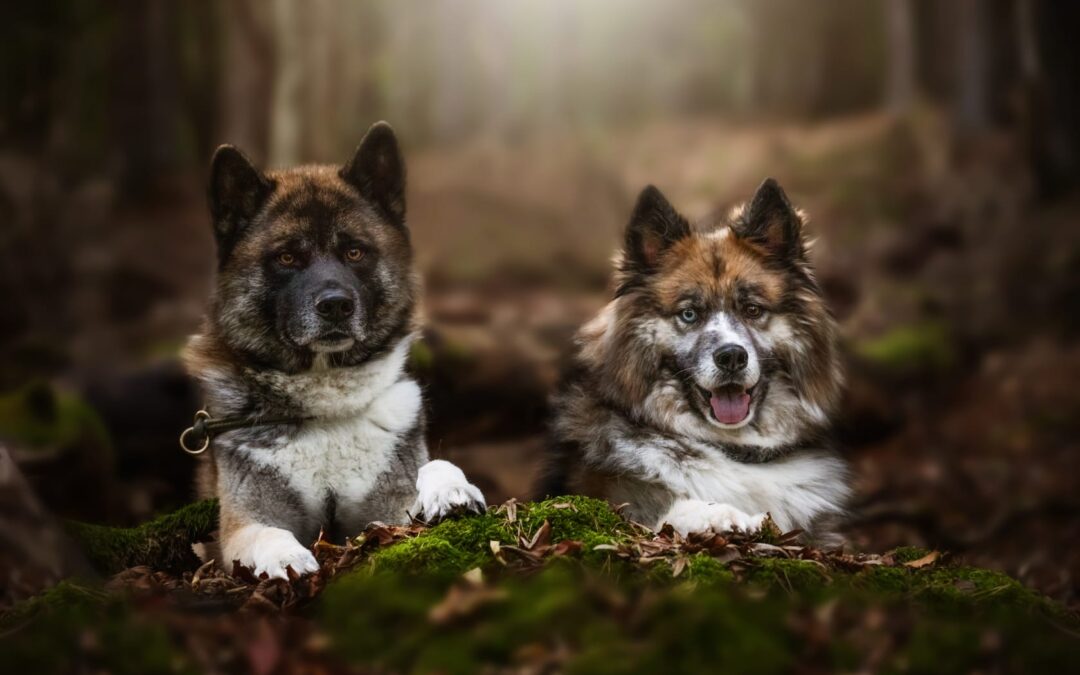Neuigkeit Hundepension