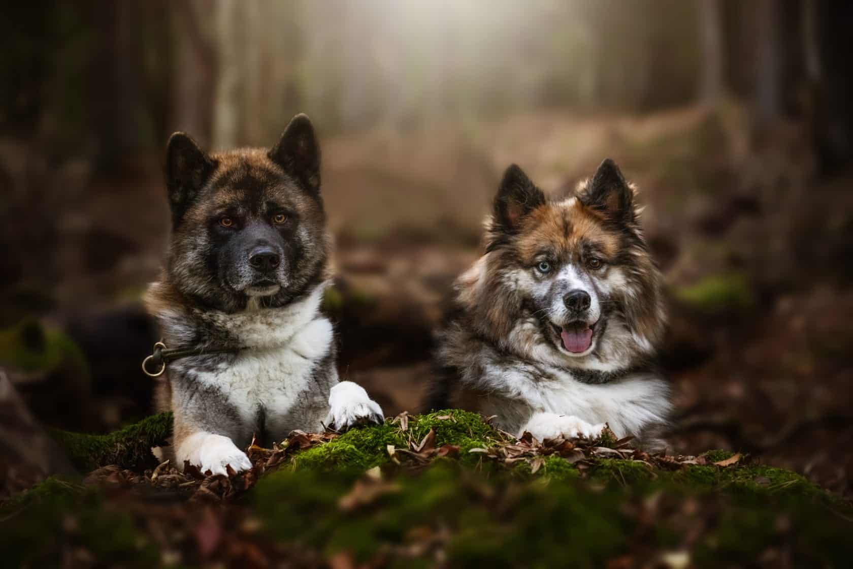 2 Hunde im Wald